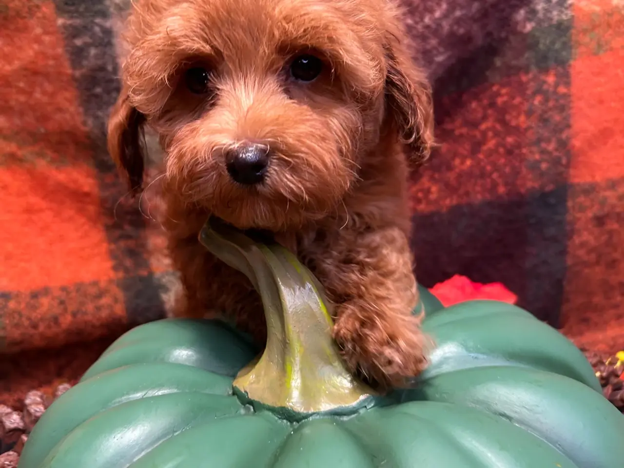 Billede 13 - 🐾maltipoo miniature September 🐾
