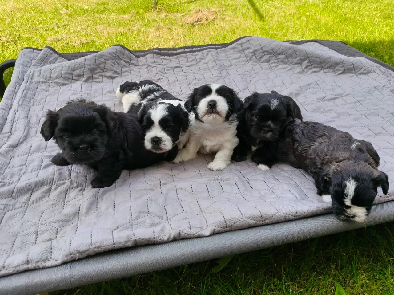 Billede 1 - Bichon Havanais / Shih tzu