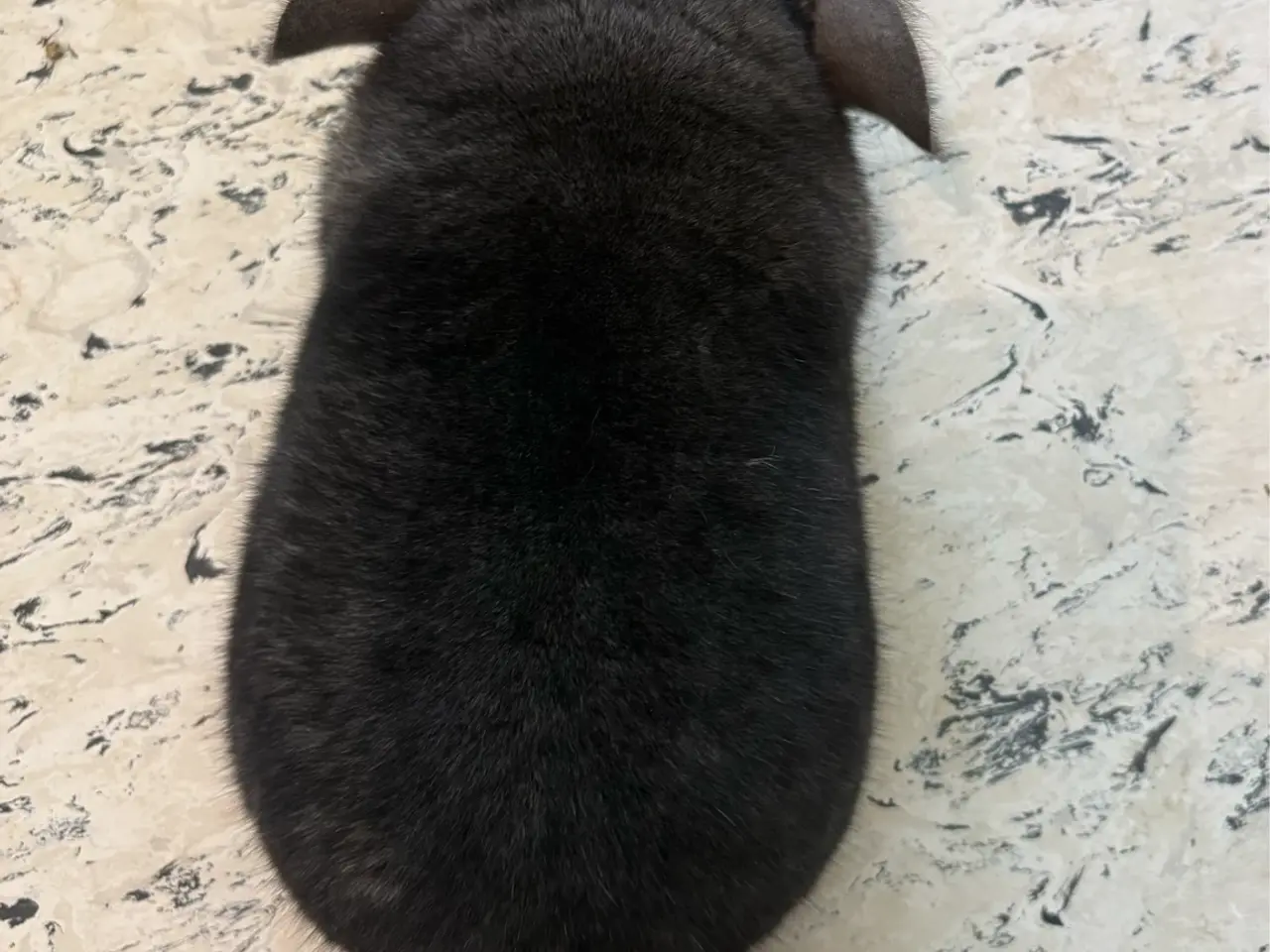 Billede 3 - HAN chinchilla