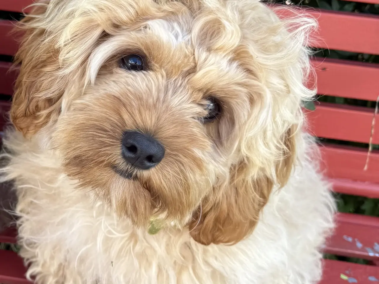 Billede 4 - Cavapoo Far/  Shih tzu-mor/ 