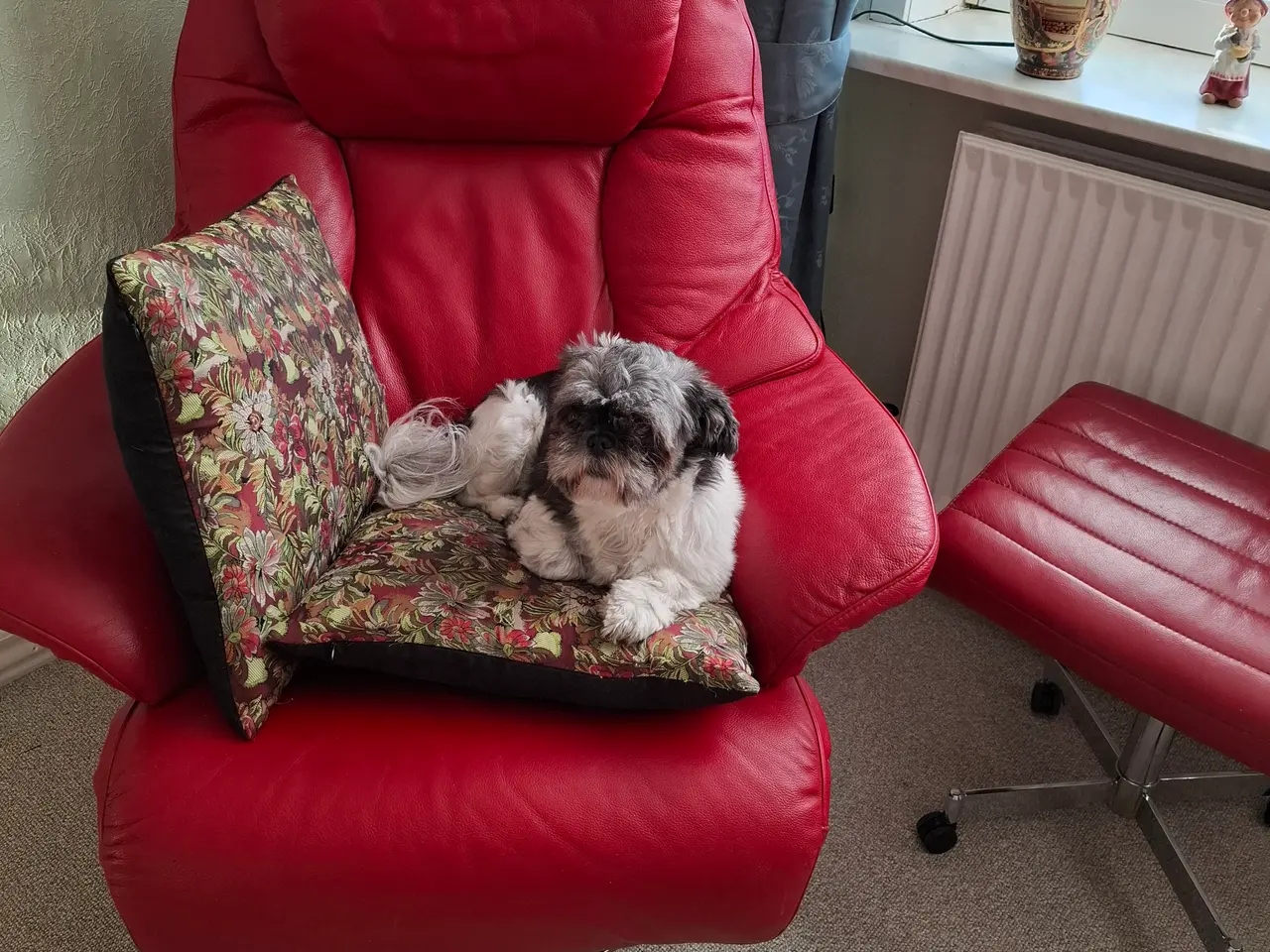 Billede 4 - Shih tzu