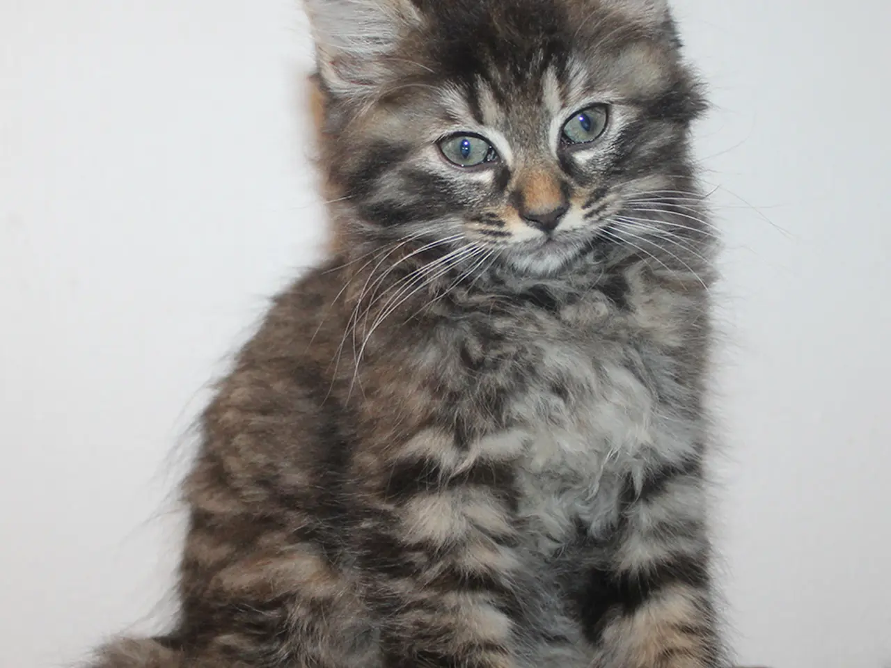 Billede 17 - 🍂 Hun er helt sin egen med de smukkeste farver 🌸
