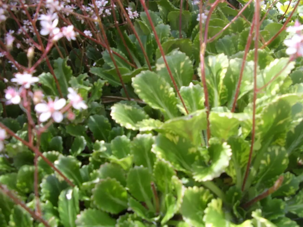 Billede 1 - saxifraga urbiumi