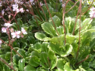 saxifraga urbiumi