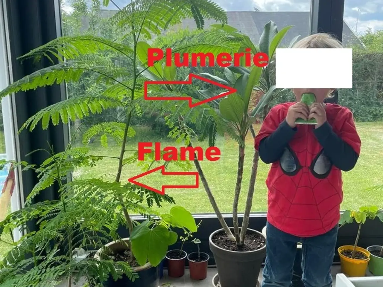 Billede 11 - 35 Flamefrø inkl. DAO levering