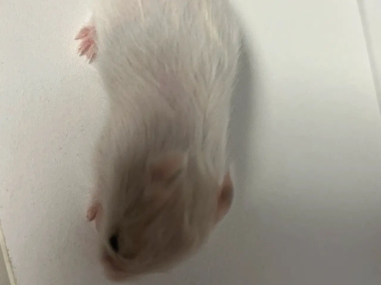 Billede 11 - Guldhamster unger