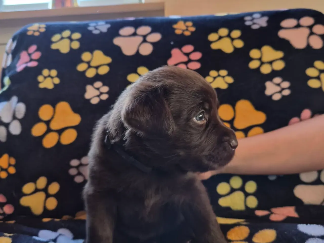 Billede 8 - Skønne gammeldags Labrador hvalpe.