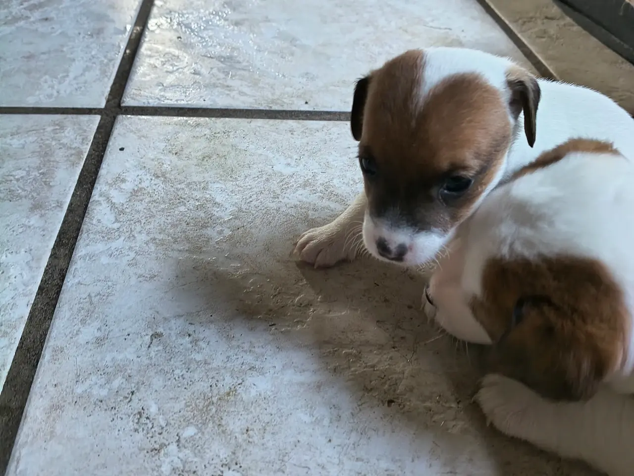 Billede 13 - Lækker Jack Russell Terrier hvalpe 