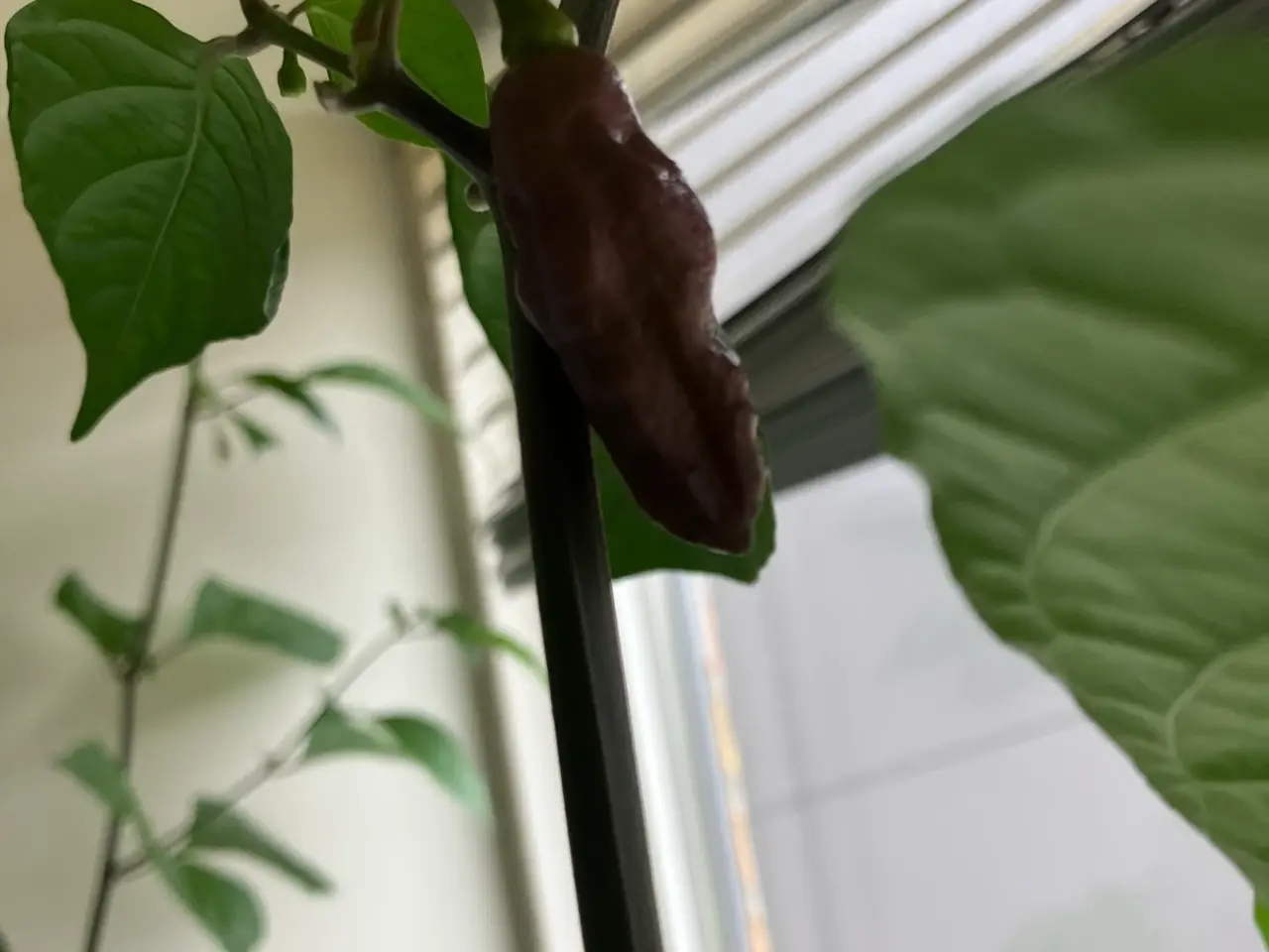 Billede 1 - chili frø - se tekst felt