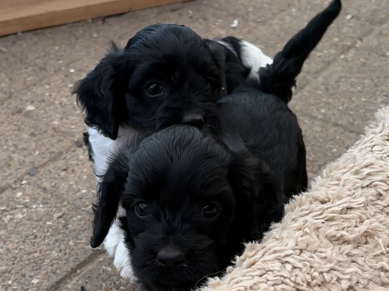 Billede 13 - Små virkelig fine mini Cavapoo babyer