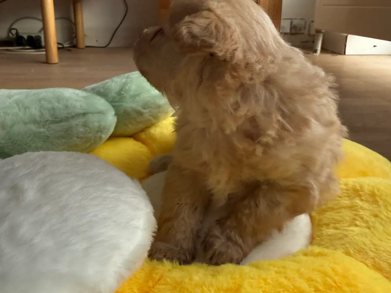 Billede 6 - Pomapoo hvalp ❤️