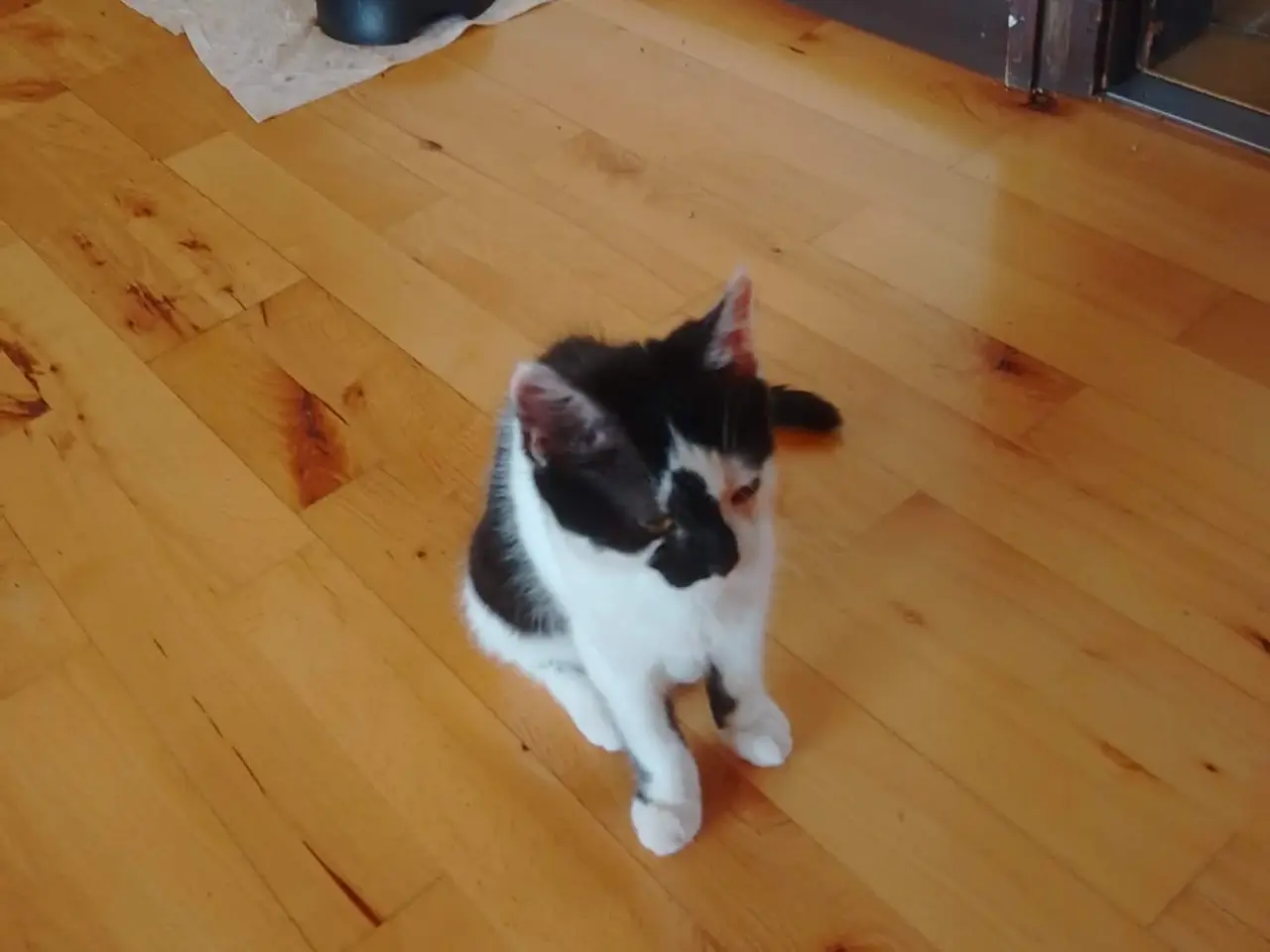 Billede 2 - Gratis hun kat