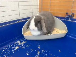 Mini lop kanin