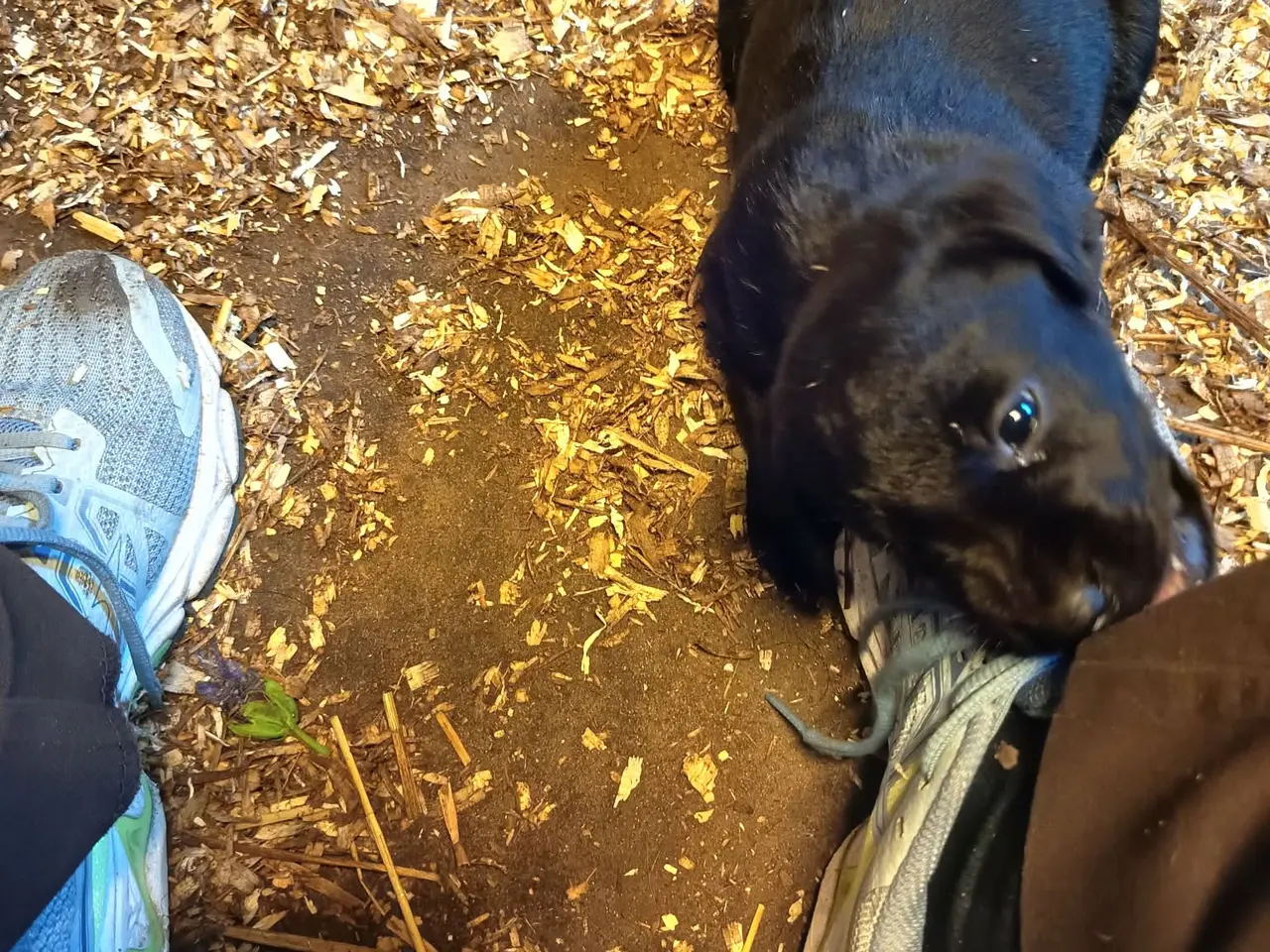 Billede 5 - Labrador hvalpe, sorte og gule.