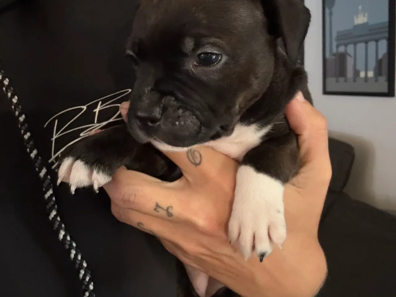Billede 5 - Engelsk Staffordshire Terrier hvalpe