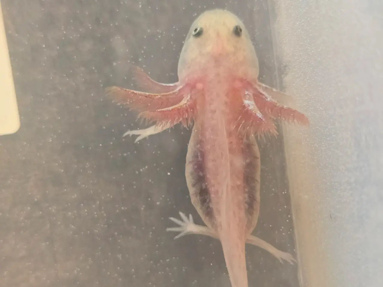 Billede 6 - Axolotl unger fra kendte linjer