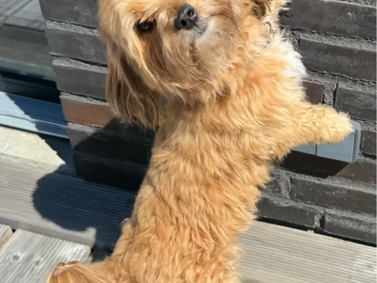 Billede 5 - Bichon havanais hvalp