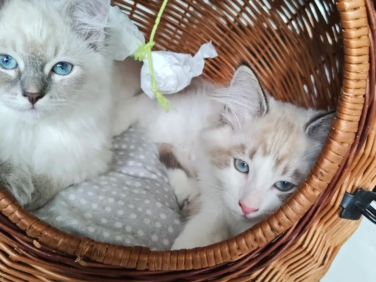 Billede 2 - Ragdoll far-Ragdoll,Skovkat mor 