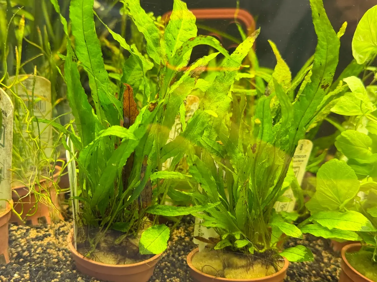 Billede 11 - Mange flere akvarie planter