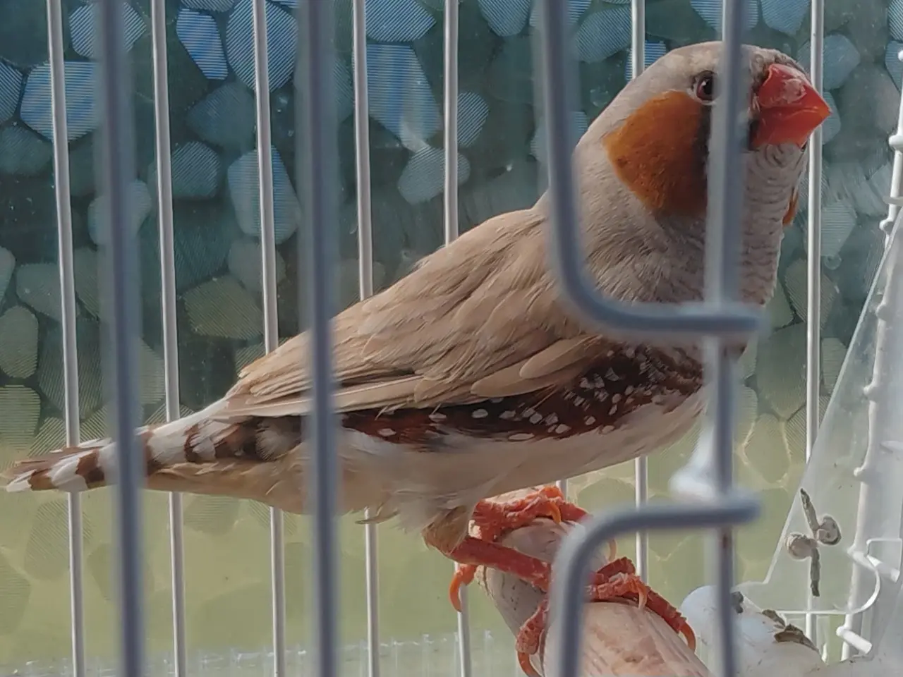 Billede 1 - Zebrafinke
