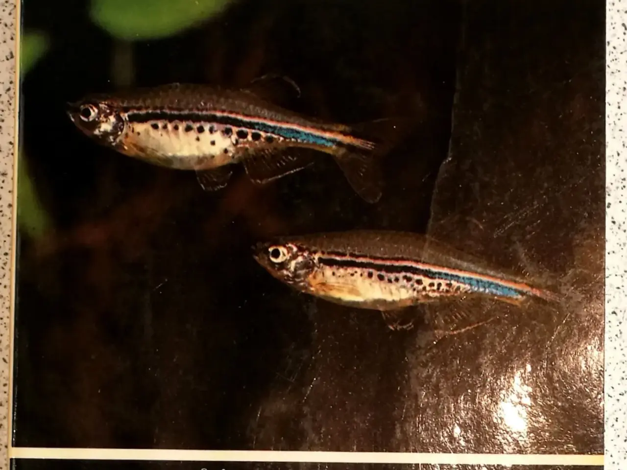Billede 1 - Akvariebøger.