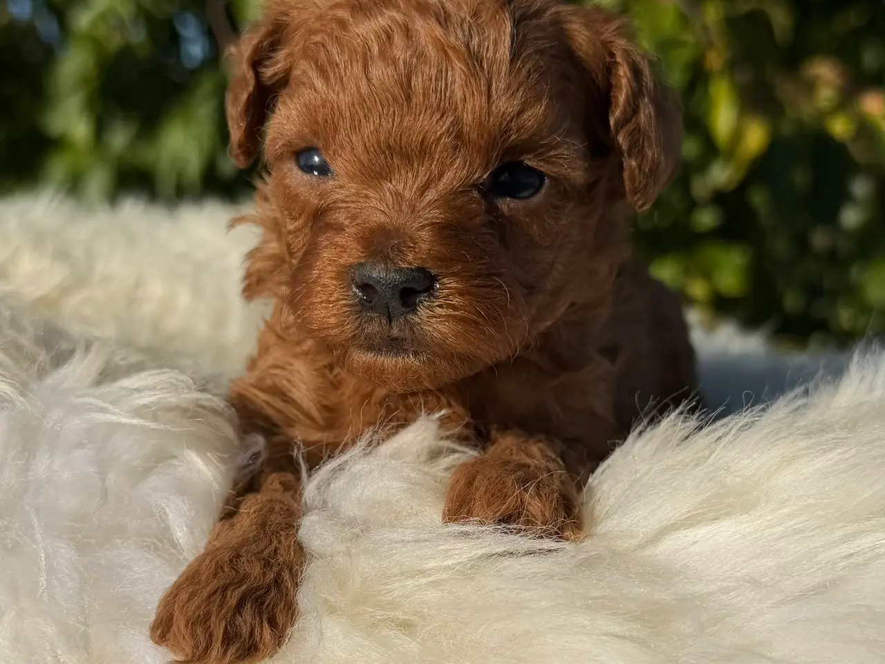 Billede 4 - Goldendoodle F1B