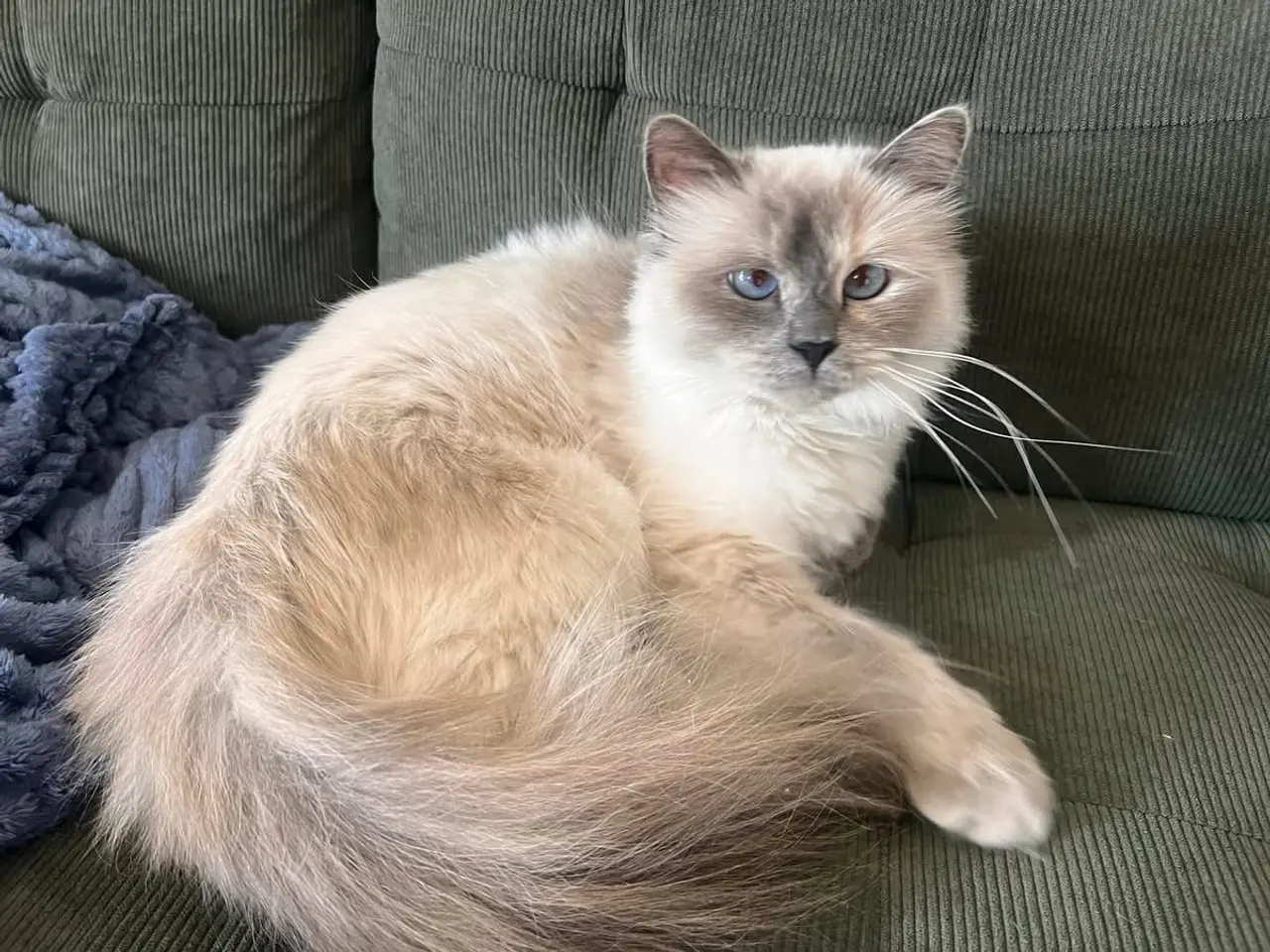 Billede 10 - Ragdoll/Maine Coon killing