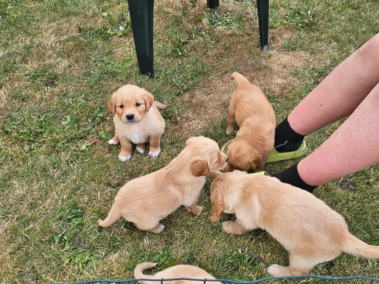 Billede 6 - Golden Retriever hvalpe