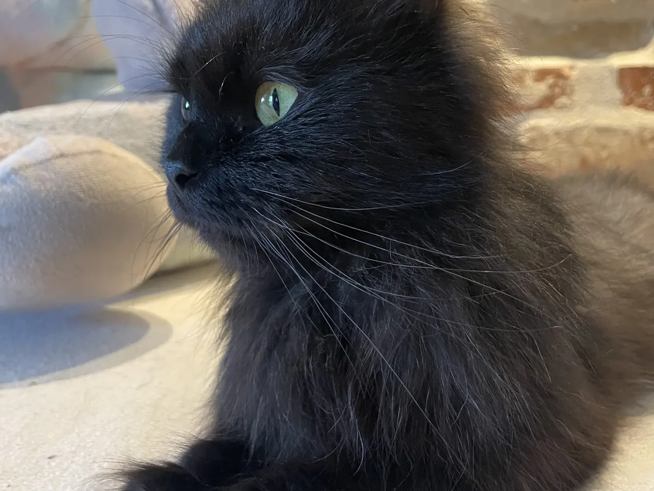 Billede 6 - Killinger Ragdoll/Ragamuffin