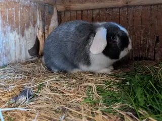 Kaniner mini lop