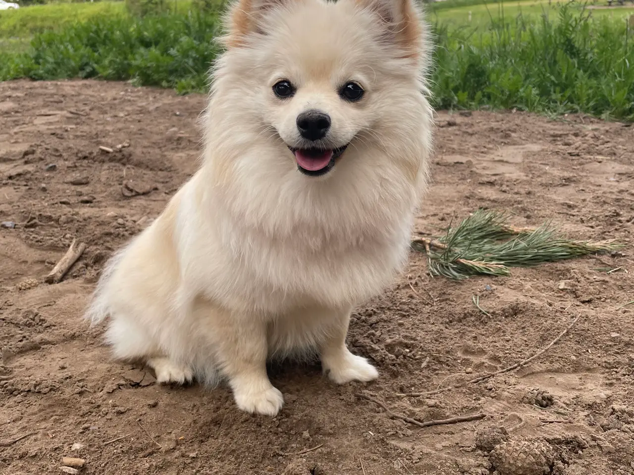 Billede 3 - Skøn Pomchi på 9 mdr