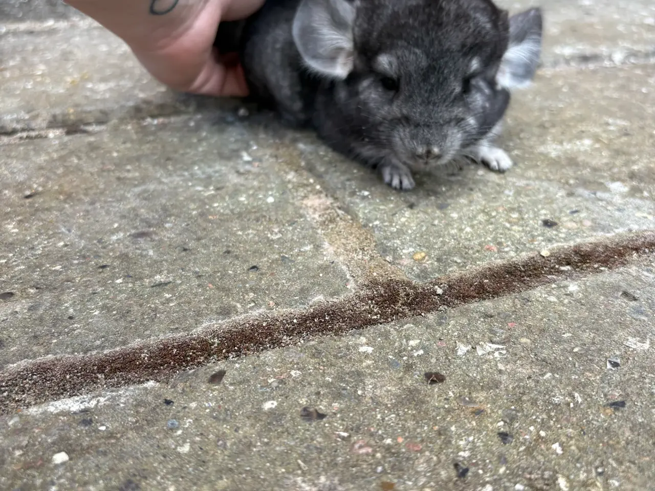 Billede 2 - HAN chinchilla