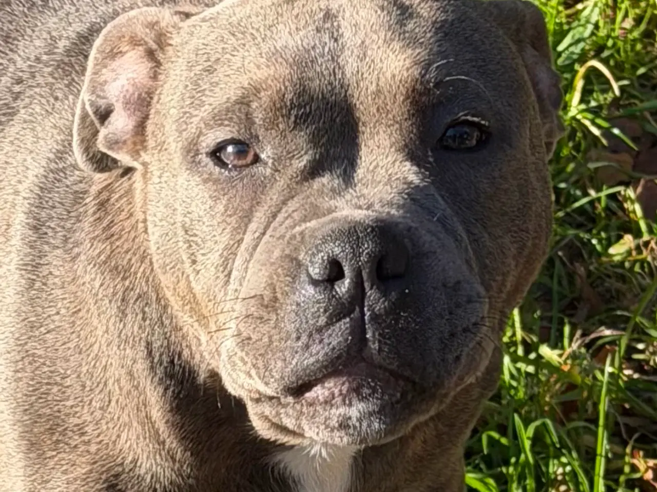 Billede 4 - Staffordshire - Old English Bulldog