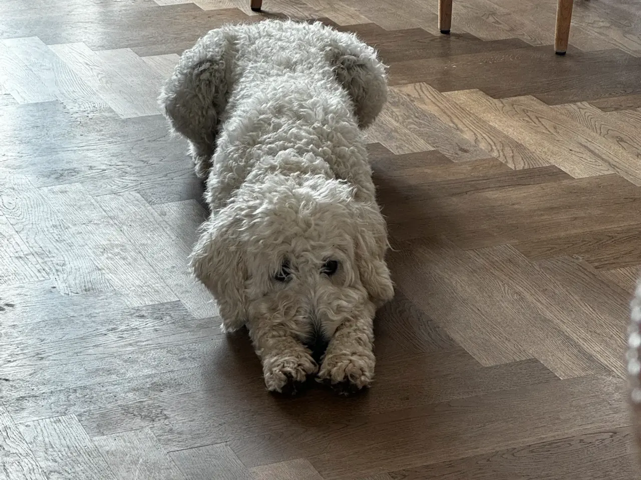 Billede 11 - Multigen Labradoodle - KUN Gunnar tilbage