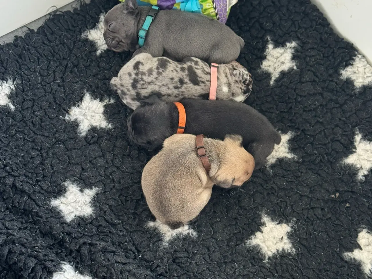 Billede 5 - Franske bulldog hvalpe 2 drenge tilbage
