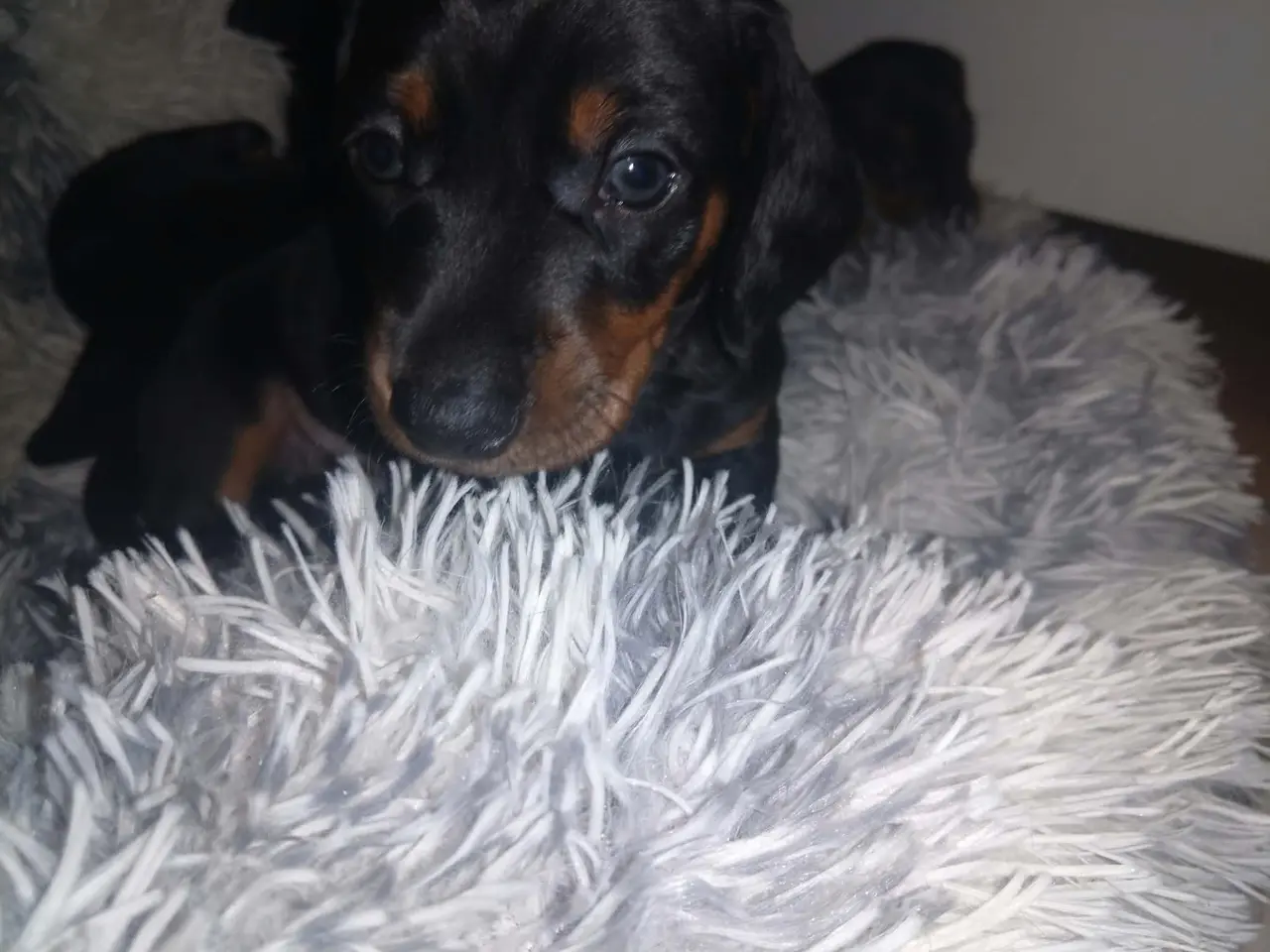 Billede 3 - Standard korthåret gravhunde