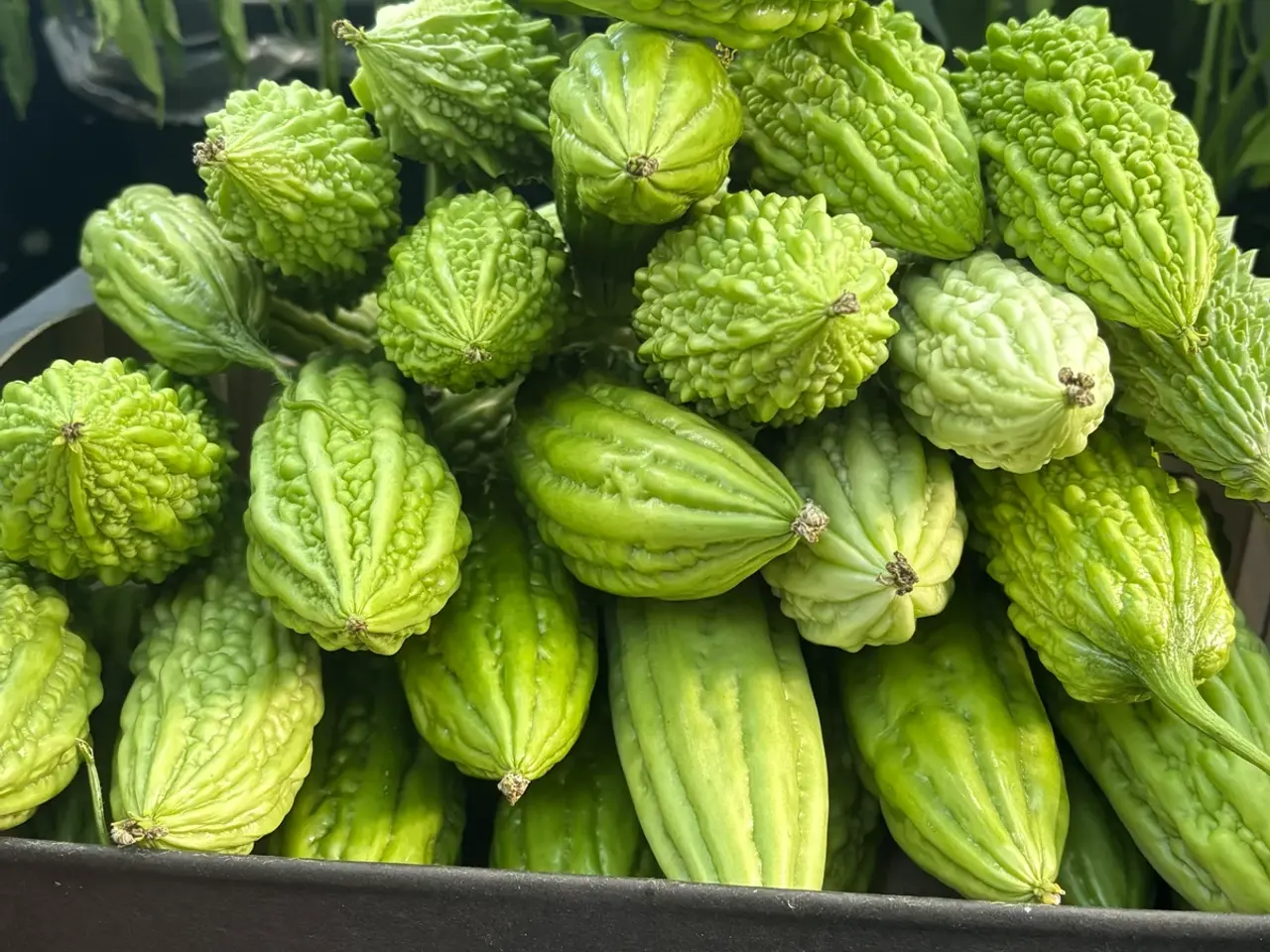 Billede 1 - Bitter melon