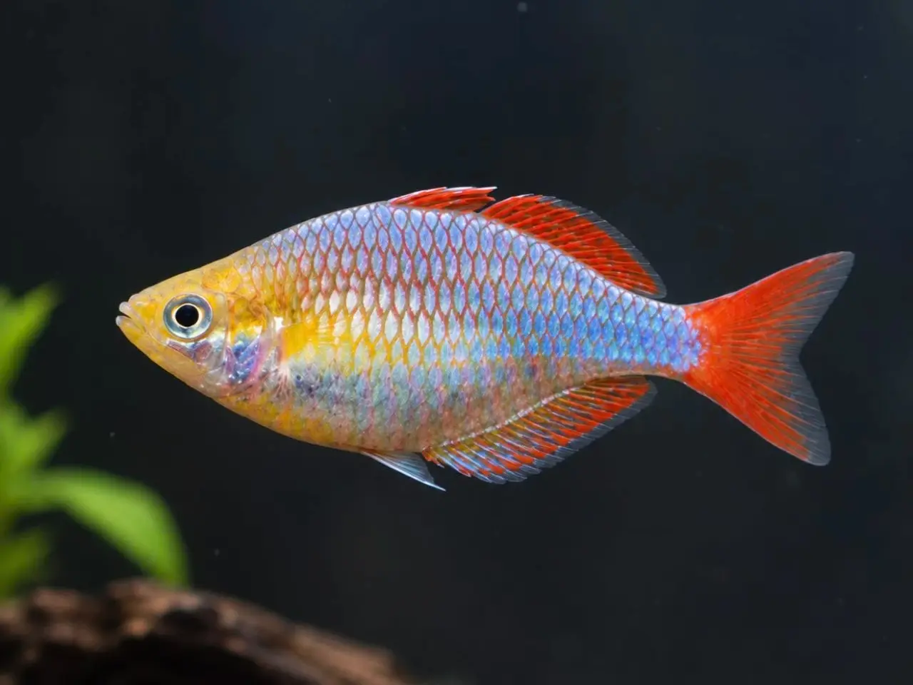 Billede 1 - Neon Dwarf Rainbow – Melanotaenia praecox
