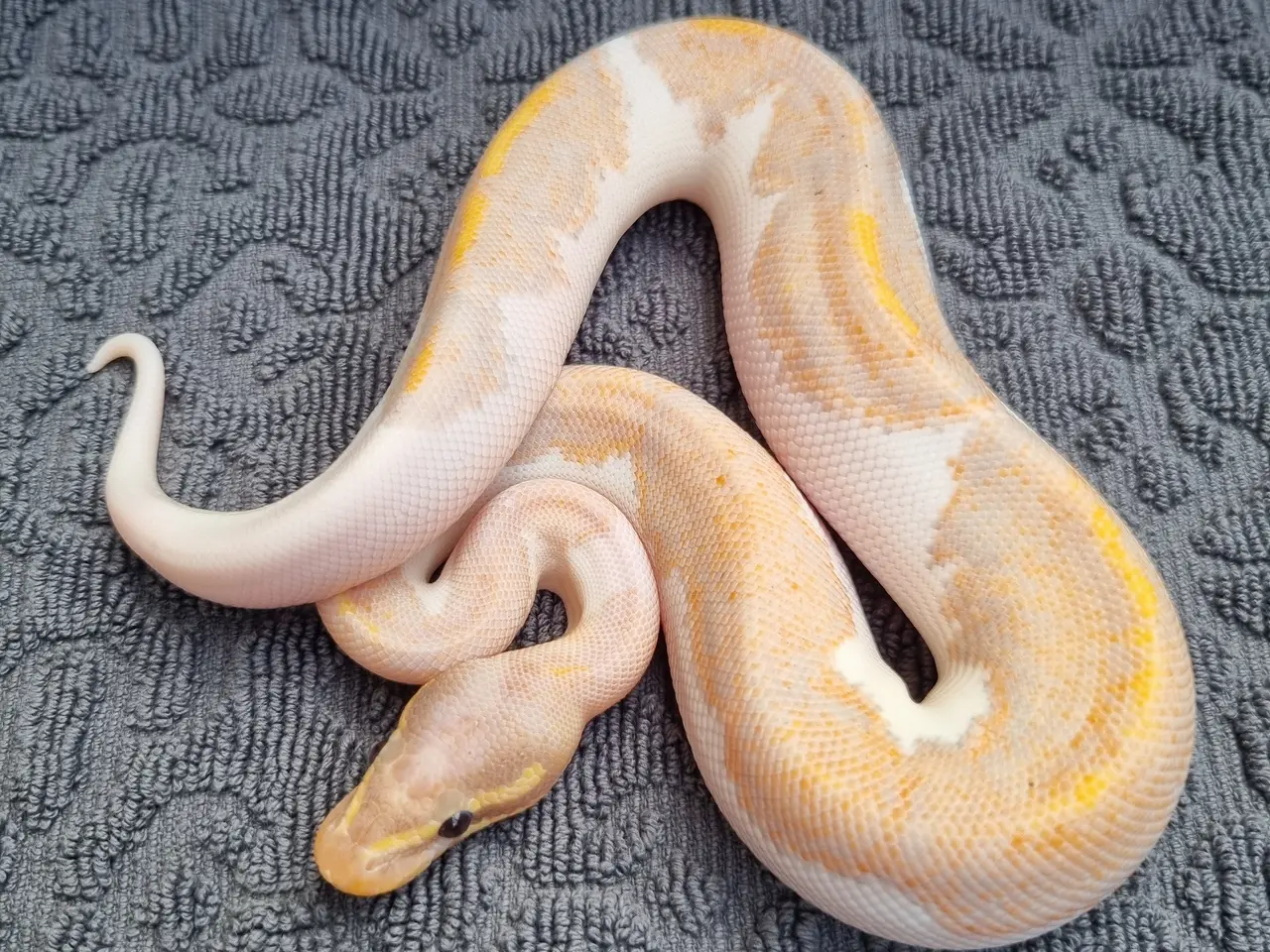 Billede 5 - Kongepython morfer 2026