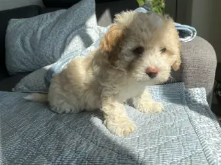 Maltipoo hvalpe - 3