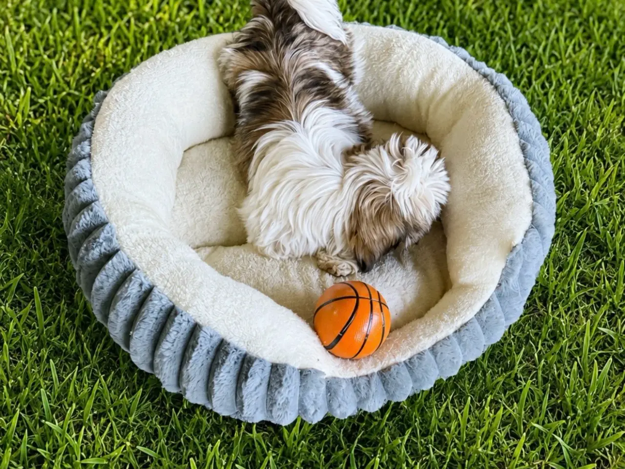 Billede 1 - Shih Tzu pige