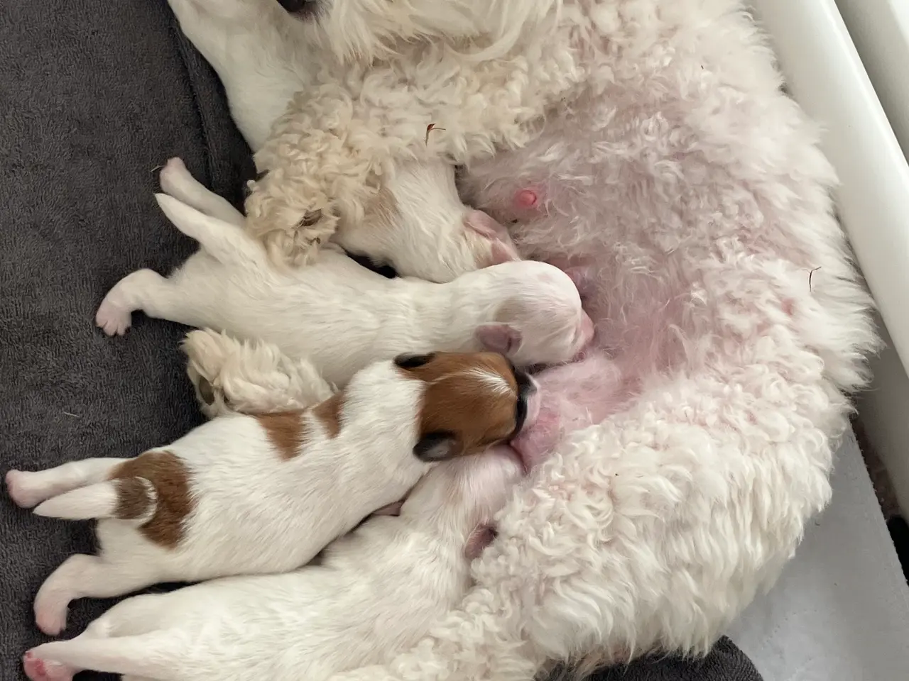 Billede 2 - De sødeste coton de tulear hvalpe sælges - Stueopd