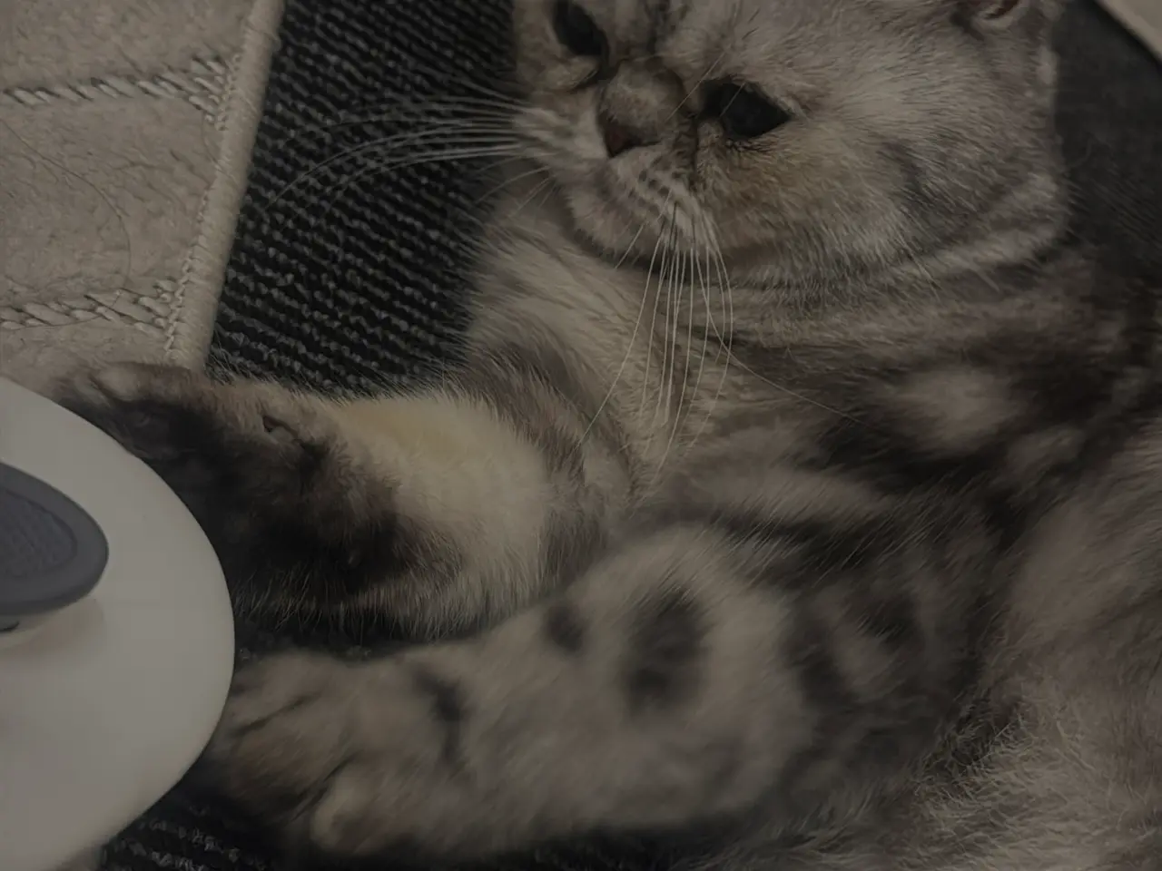 Billede 17 - Unikkeste British Shorthair Killinger til Salg