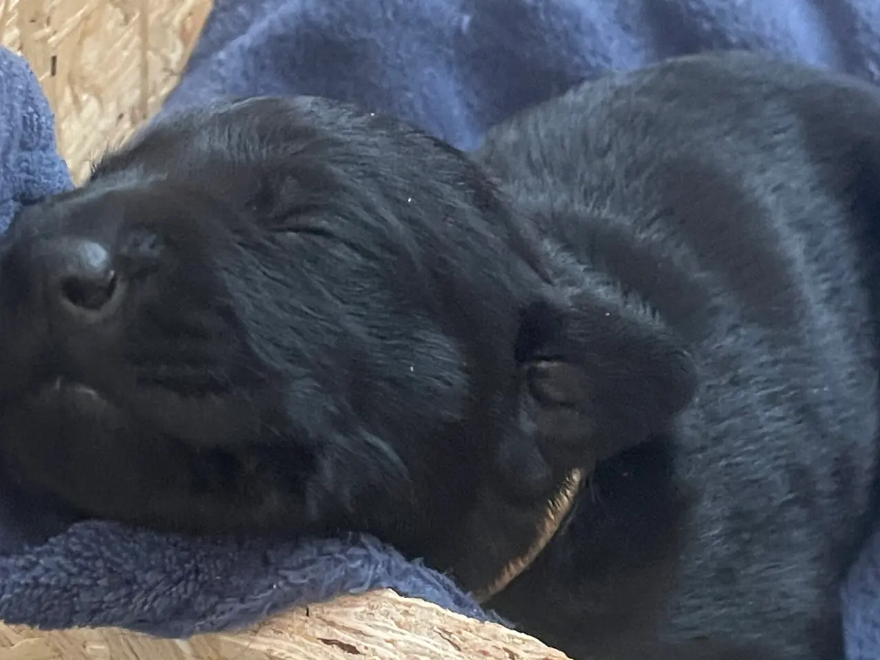 Billede 4 - Labrador -alle er reserveret til og med søndag