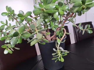 Stueplante