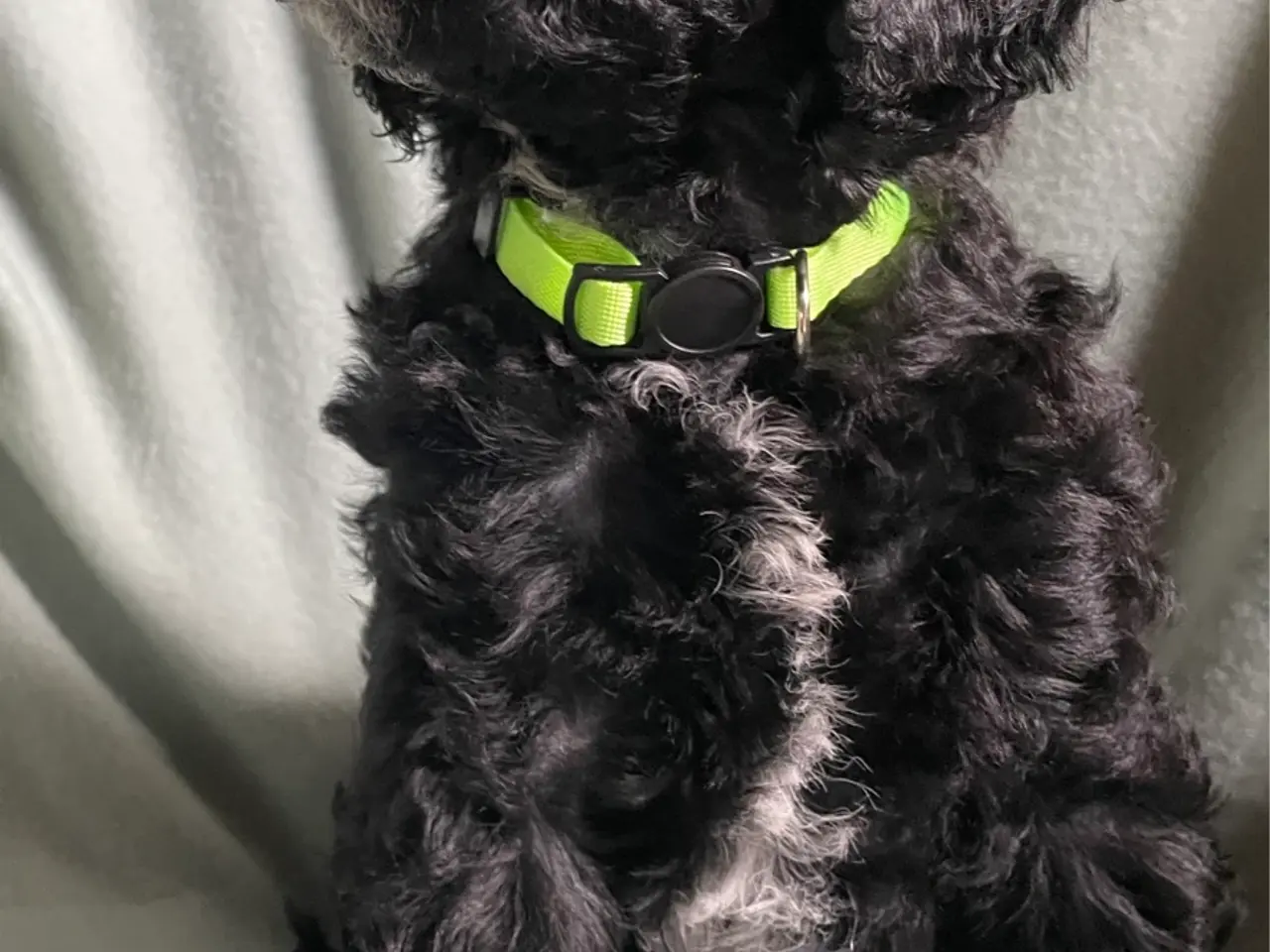 Billede 2 - Hundehvalpe Cavapoo /stor puddel