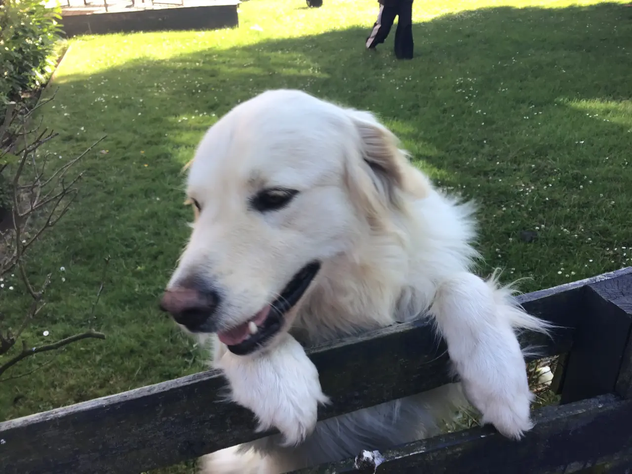Billede 6 - Golden retriever hvalpe sælges.