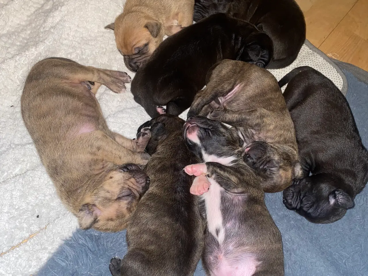 Billede 9 - Presa canario blanding