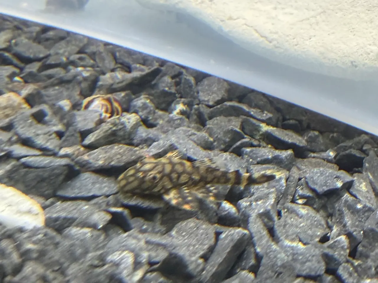 Billede 5 - L519 Honeycomb Pleco – Ancistrus sp.