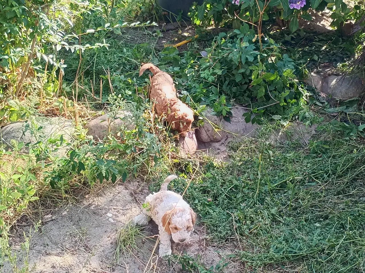 Billede 1 - Coackapoo hvalpe(50% cocker spaniel og 50% puddel)